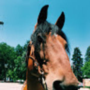 Meet your Posher, Carli